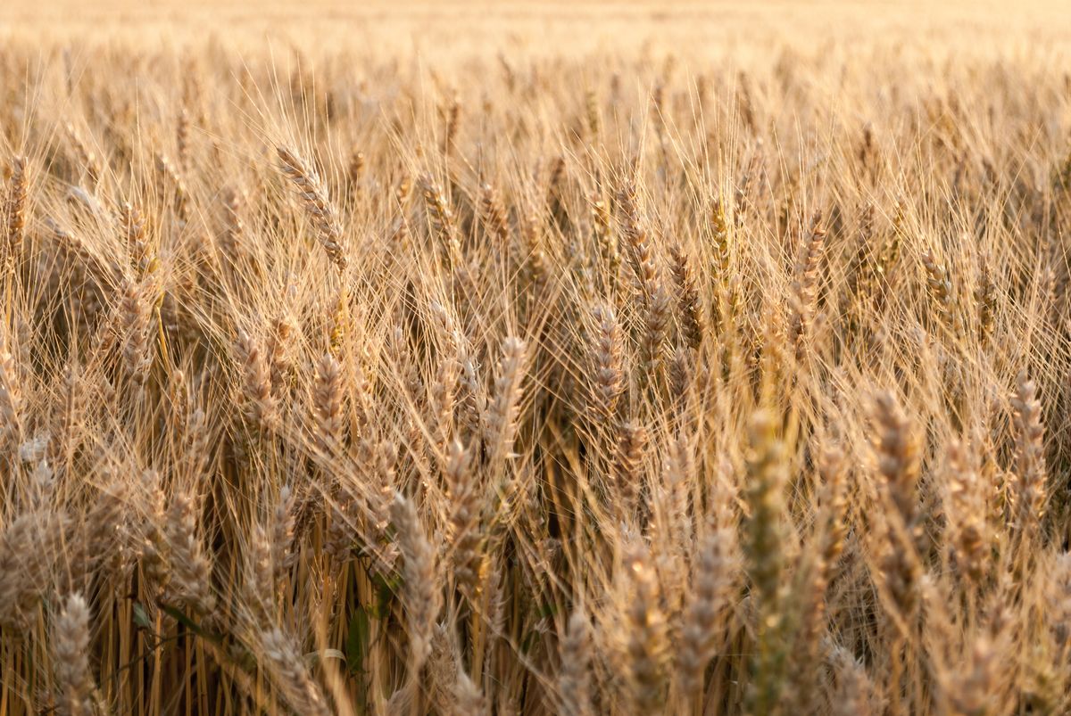 Close-up of golden wheat ears in a sunlit field